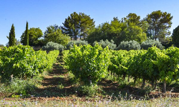 vigne-barjac-printemps-2